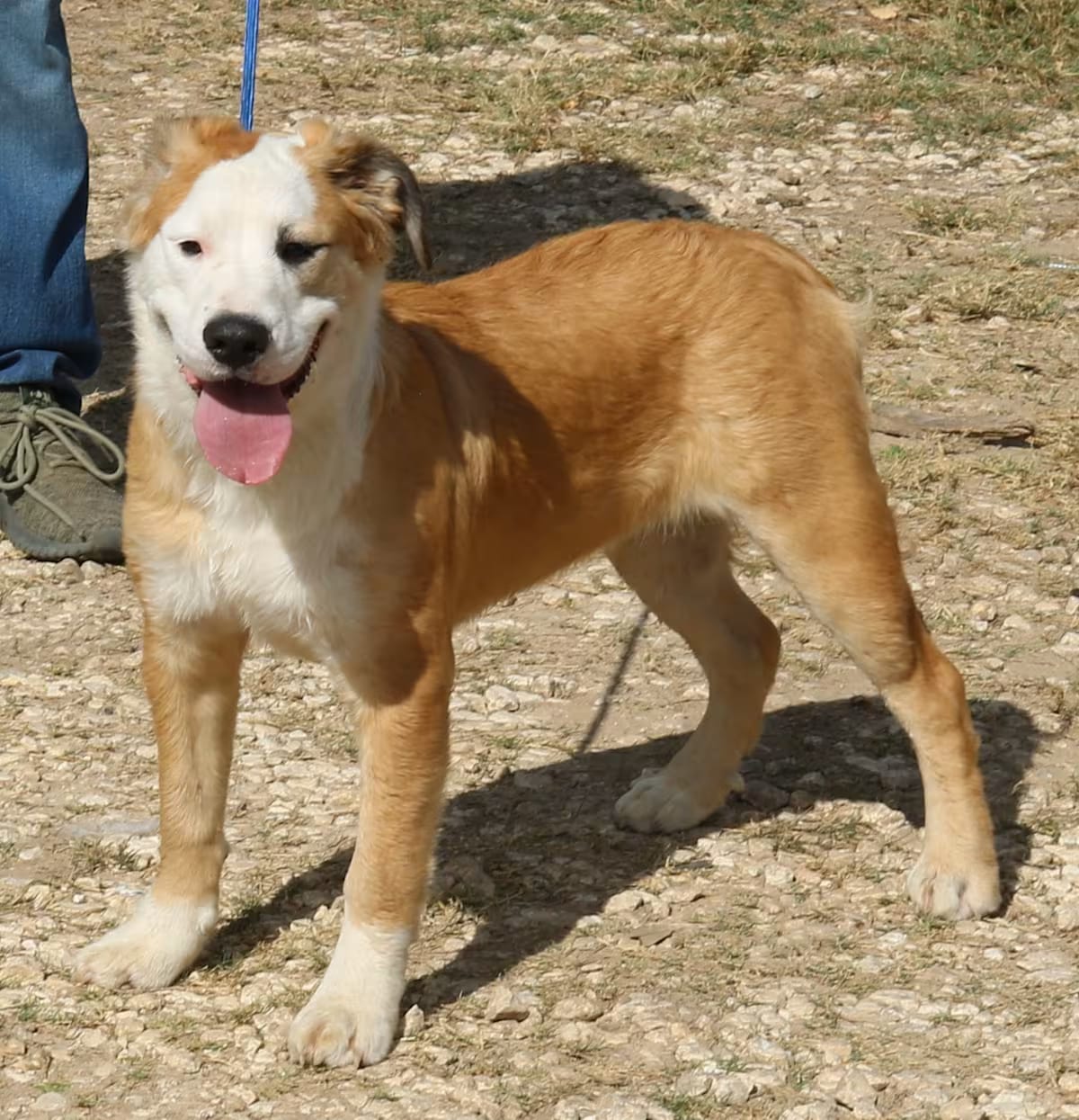 Photo of Barron, adoptable Mastiff/Great Pyrenees in Rocky Hill, Connecticut