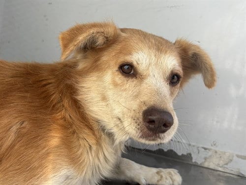 Photo of Boo, adoptable Queensland Heeler in Bakersfield, California