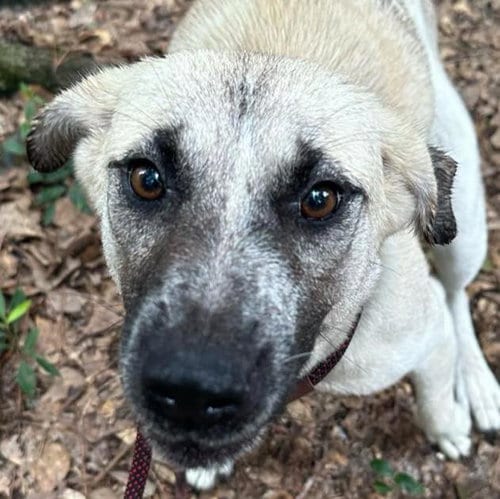 Photo of Riley, adoptable Black Mouth Cur in Mobile, Alabama