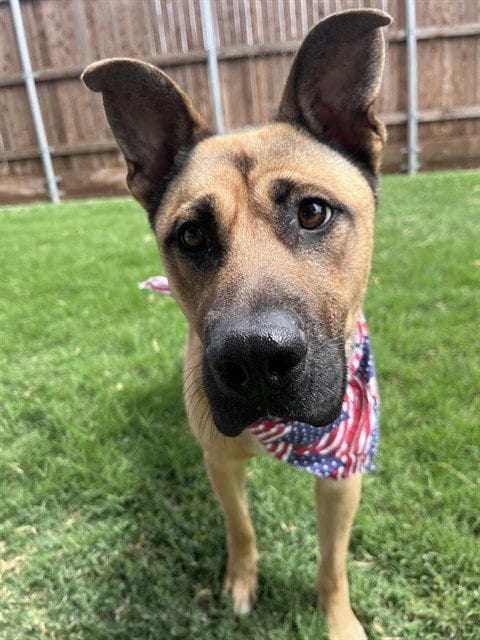 Photo of Rin, adoptable German Shepherd Dog in Plano, Texas