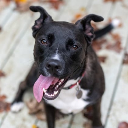 Photo of Nurture, adoptable dog in Chamblee, Georgia