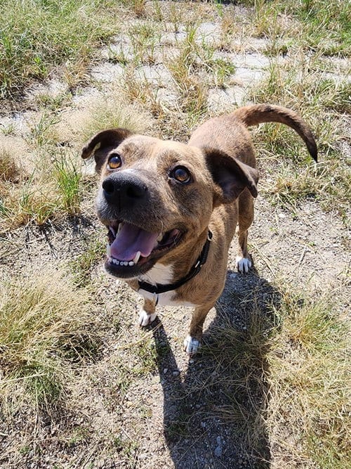 Photo of Deluna, adoptable Terrier in Evansville, Indiana