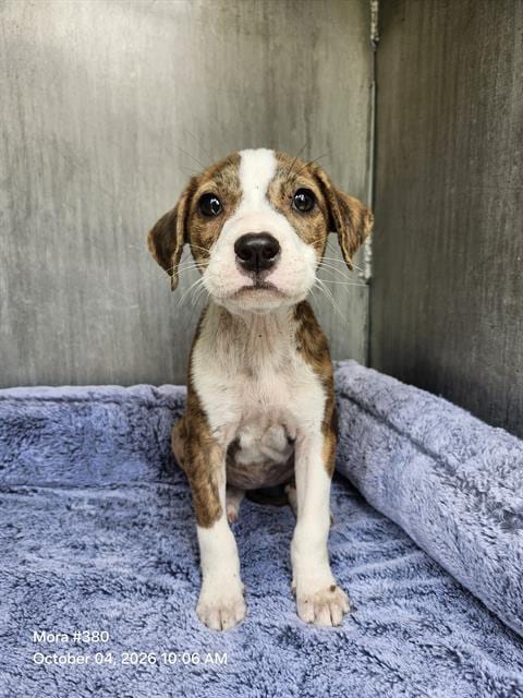 Photo of Preciosa, adoptable American Staffordshire Terrier in San Antonio, Texas