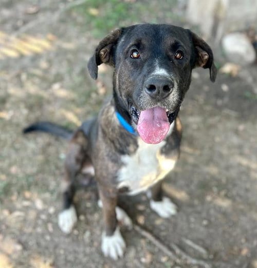 Photo of Eeyore, adoptable Labrador Retriever in Riverside, California