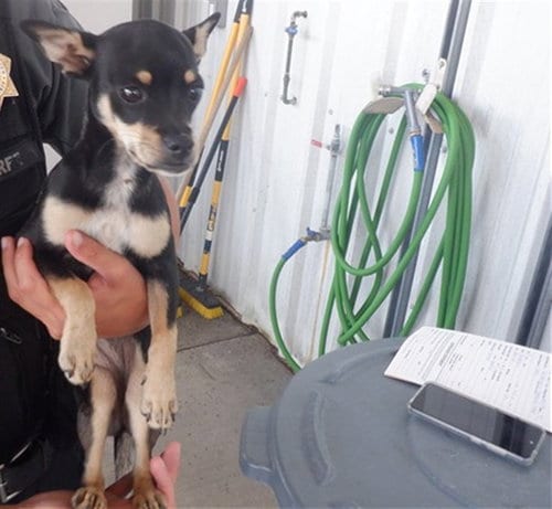 Photo of Chiquita, adoptable Chihuahua in Oroville, California