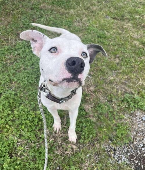 Photo of Pocco- Personality plus, adoptable Pit Bull Terrier in Oakhurst, New Jersey