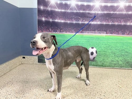 Photo of Ariana, adoptable American Pit Bull Terrier in Miami, Florida