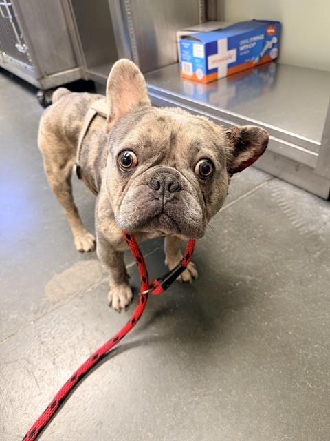 Photo of Jake From State Farm, adoptable French Bulldog in Santa Cruz, California