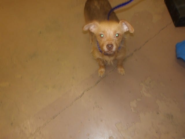 Photo of Olivia, adoptable Chihuahua - Smooth Coated in Chicago, Illinois