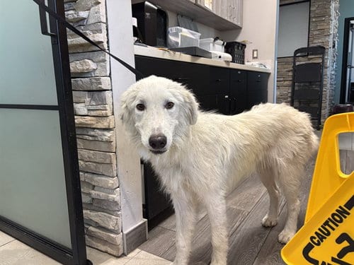 Photo of Daniel, adoptable Great Pyrenees in Garland, Texas