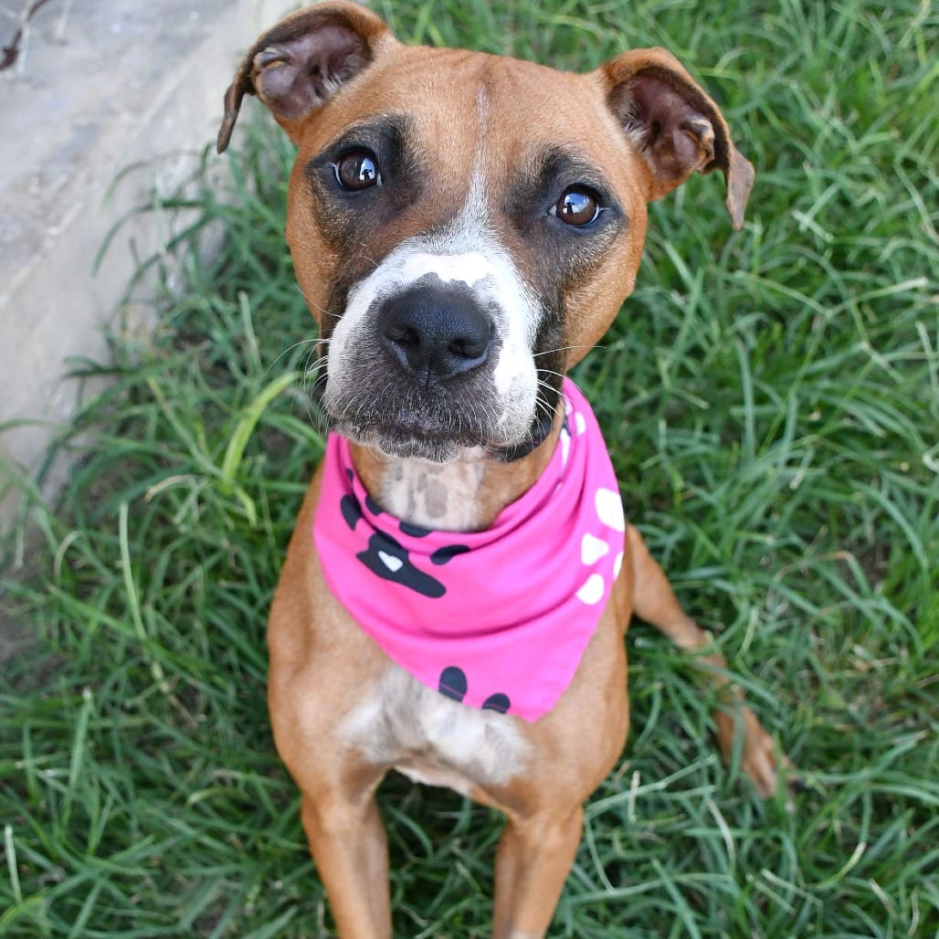 Photo of Princess, adoptable Terrier, Pit Bull / Black Mouth Cur in Beaumont, Texas