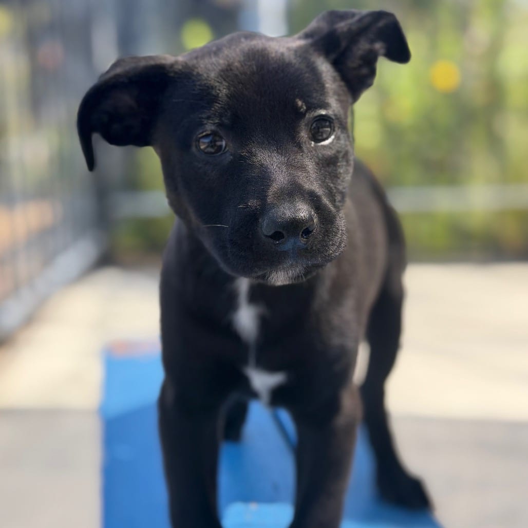 Photo of Cora Dune, adoptable Terrier, Pit Bull / Mixed Breed (Small) in Riverside, California