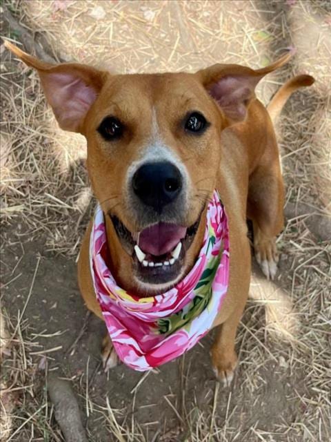 Photo of Lotus, adoptable Pit Bull Terrier in Tulsa, Oklahoma