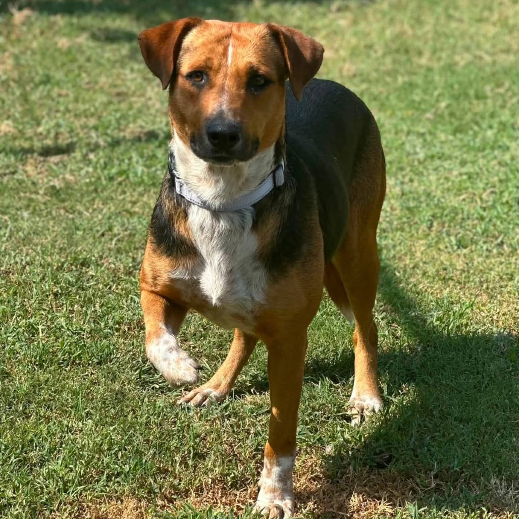 Photo of Sadie, adoptable Hound / Mixed Breed (Medium) in Marshall, Texas