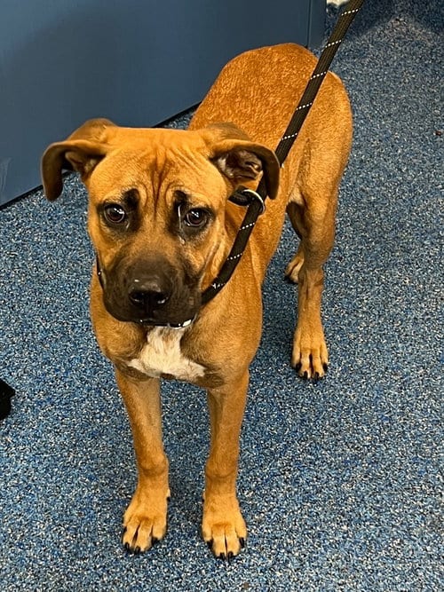 Photo of Boone, adoptable Labrador Retriever in Tarboro, North Carolina