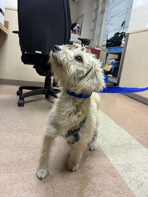 Photo of Jemma, adoptable Poodle (Miniature) in San Jose, California