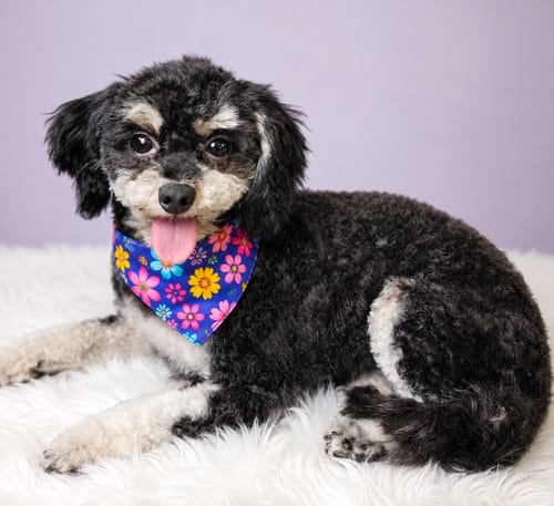 Photo of Mia - OS, adoptable Shih Tzu in Pataskala, Ohio