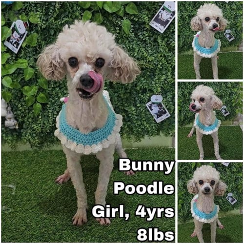 Photo of Bunny from Korea, adoptable Poodle (Toy) in Federal Way, Washington