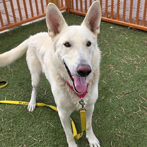 Photo of Mike, adoptable German Shepherd Dog in Las Vegas, Nevada