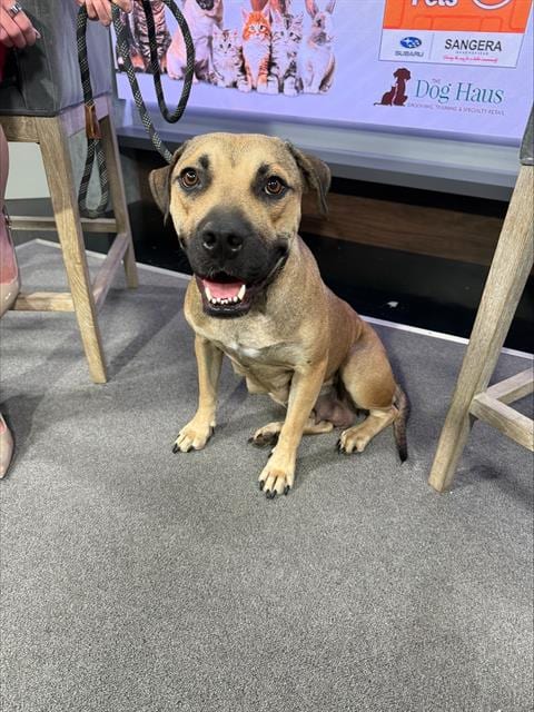 Photo of Camille, adoptable Boxer in Bakersfield, California