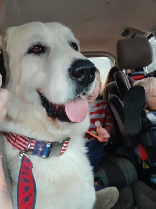 Photo of Thor, adoptable Great Pyrenees in Atlanta, Georgia
