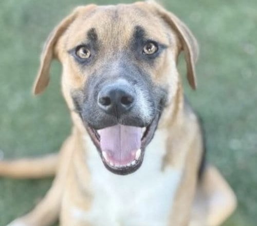 Photo of Fisher, adoptable Shepherd in Sunnyvale, California