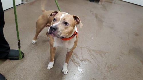 Photo of Cork, adoptable American Pit Bull Terrier in Aurora, Illinois