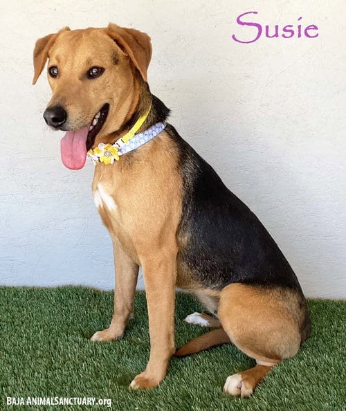Photo of Susie, adoptable Labrador Retriever in San Diego, California