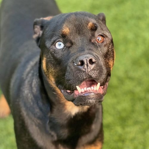Photo of Louie, adoptable Boxer in Burlingame, California