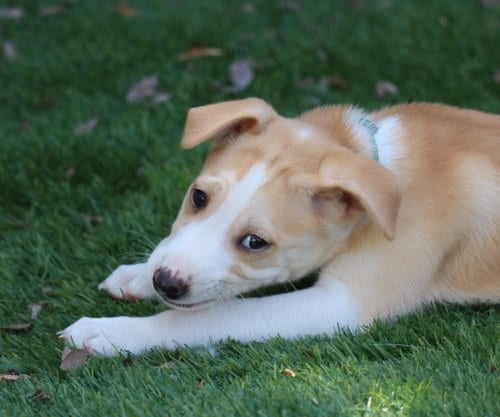 Photo of Honor, adoptable Husky in San Diego, California