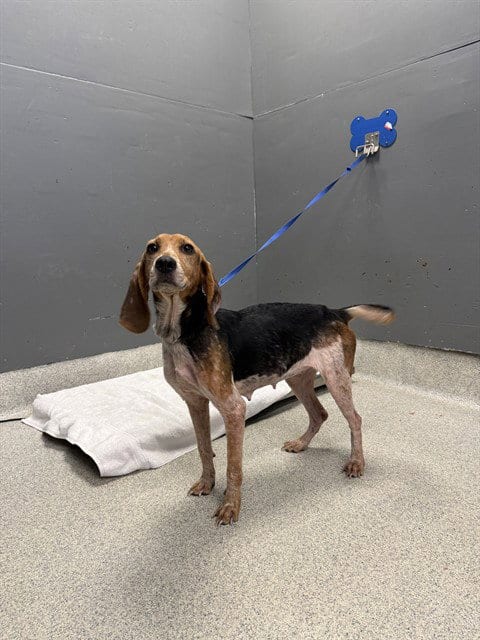 Photo of Mae, adoptable Beagle in Tallahassee, Florida