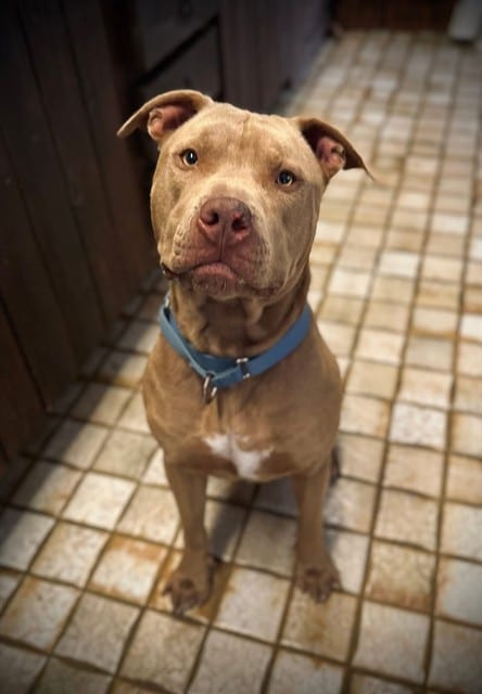 Photo of Jett, adoptable dog in Palmetto, Florida