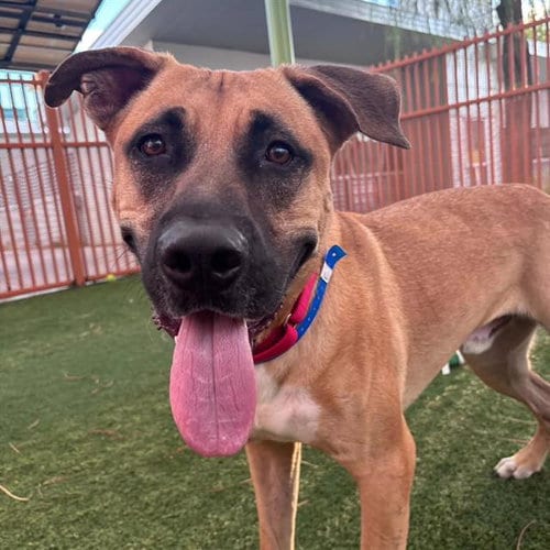 Photo of Tony, adoptable Mastiff in Las Vegas, Nevada