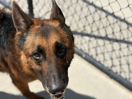 Photo of Vader, adoptable German Shepherd Dog in Tulsa, Oklahoma