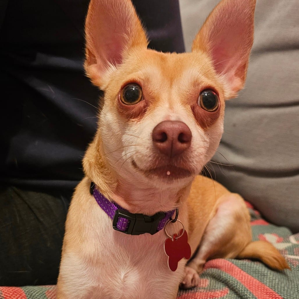 Photo of Ed, adoptable Chihuahua, Short Coat in Oceanside, California