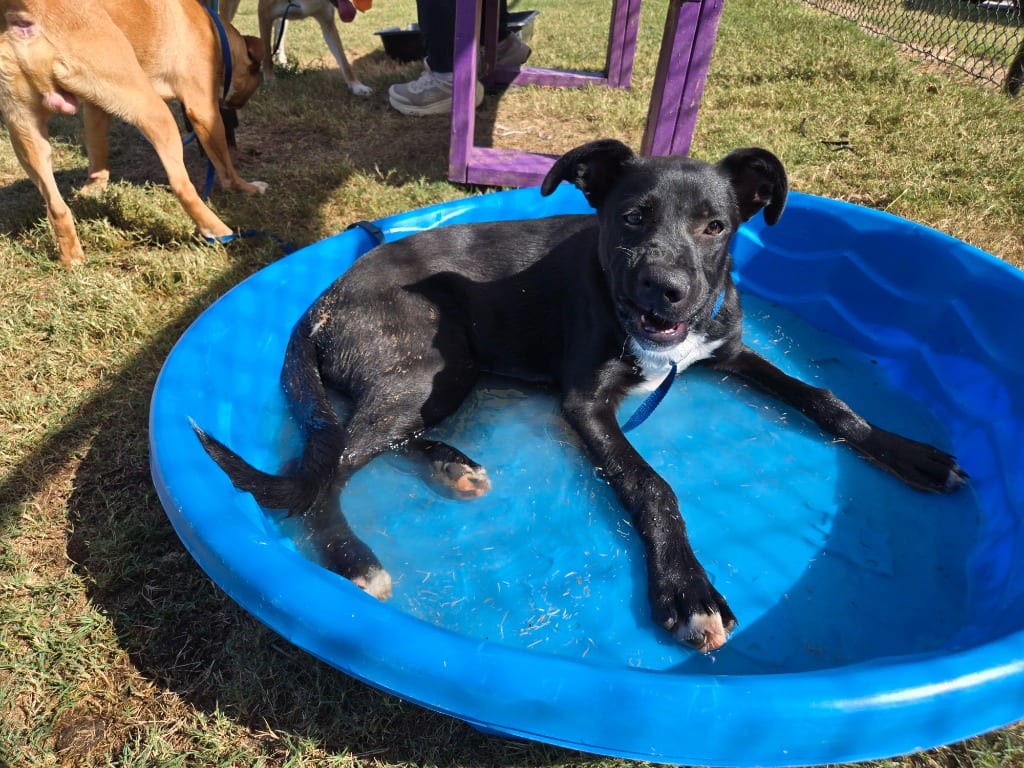 Photo of Unna, adoptable Mixed Breed in Douglasville, Georgia