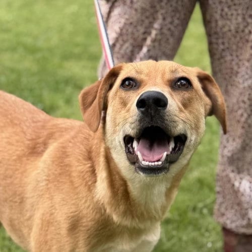 Photo of Sally, adoptable Catahoula Leopard Dog in Yardley, Pennsylvania
