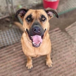 Photo of Kuchi Kopi, adoptable Black Mouth Cur Shepherd (Unknown Type) in Stephenville, Texas