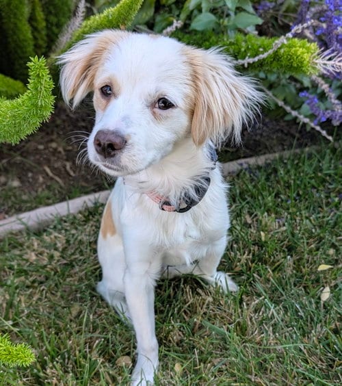 Photo of Zephyr, adoptable Cavalier King Charles Spaniel in Romoland, California