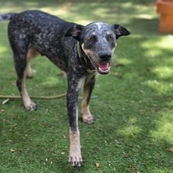 Photo of Cowboy, adoptable Australian Cattle Dog Mixed Breed (Medium) in Hartford, Connecticut