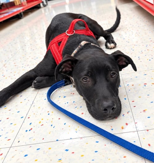 Photo of Chicken (m), adoptable Labrador Retriever in Nashville, Tennessee