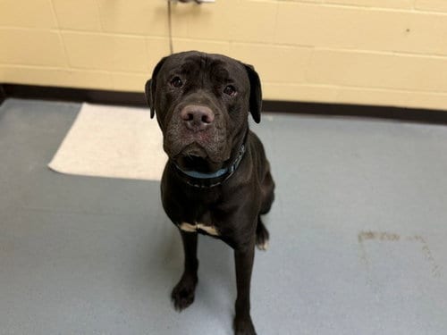 Photo of Jolly Roger, adoptable Mastiff in Denver, Colorado