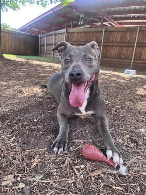 Photo of Sadie, adoptable Pit Bull Terrier in Plano, Texas