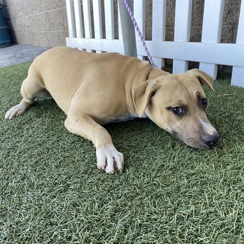 Photo of Rave, adoptable Pit Bull Terrier in Modesto, California