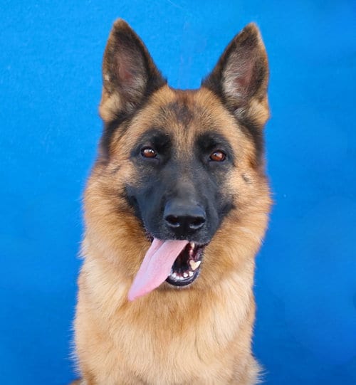Photo of Julie, adoptable German Shepherd Dog in Pasadena, California