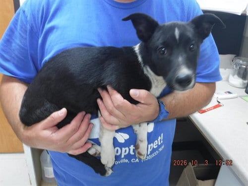 Photo of Eerie, adoptable Border Collie in Oroville, California