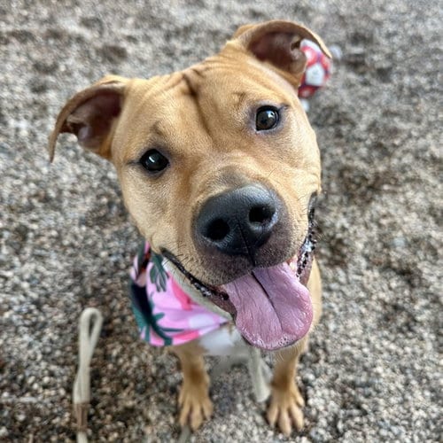 Photo of Morel, adoptable American Pit Bull Terrier in Mesa, Arizona
