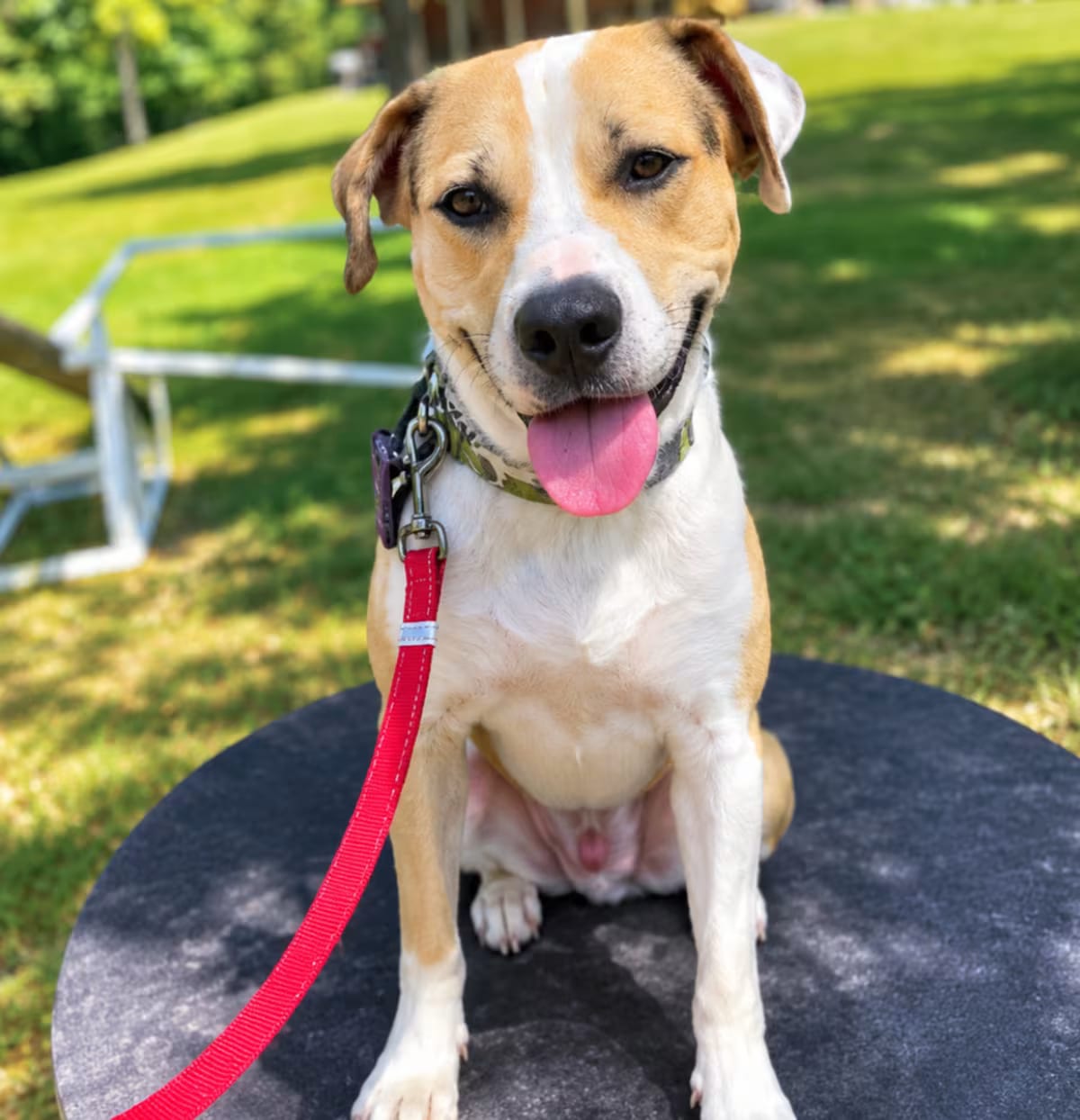 Photo of Max, adoptable Mixed Breed (Medium) in Staunton, Virginia