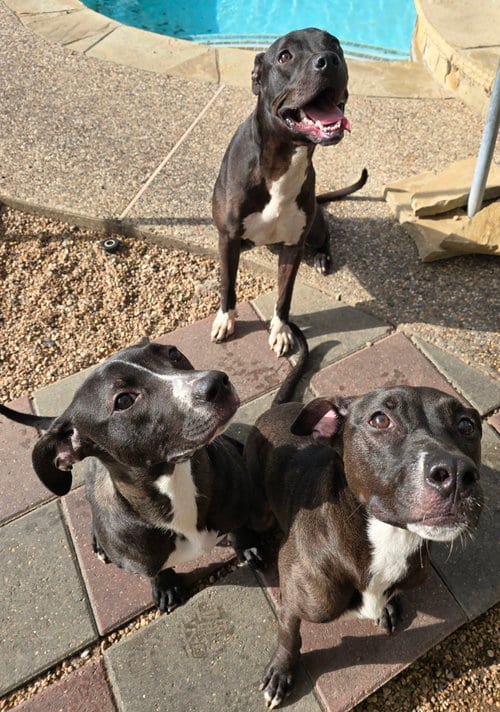 Photo of Phineas, adoptable Pit Bull Terrier in Houston, Texas