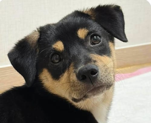 Photo of Dolly, adoptable Jindo (Korean) in San Ramon, California
